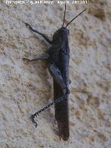 Langosta egipcia - Anacridium aegyptium. Osuna