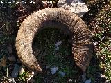 Mufl�n - Ovis musimon. Cuerna. Lomas de Carboneros - Valdepe�as de Ja�n