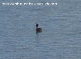 Pjaro Somormujo Lavanco - Podiceps cristatus. Vilches