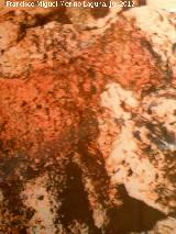 Pinturas rupestres de la Cueva de las Araas del Carabass. 