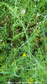 La Veleta - Los Villares Hinojo - Foeniculum vulgare. La Veleta - Los Villares