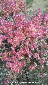 Zagua - Salsola oppositifolia. Desierto de Fonelas