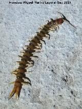 Escolopendra - Scolopendra cingulata. El Contadero - Los Villares