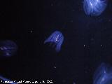 Ctenforo - Mnemiopsis sp.. 