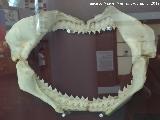 Pez Tiburn gris - Carcharhinus amblyrhynchos. Mandgula. Ciudad de las Ciencias - Valencia