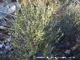 Tomillo - Thymus vulgaris. Jan
