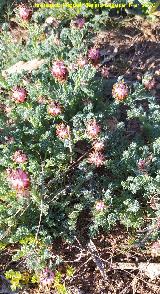 Fumaria Platycapnos - Platycapnos spicata. El Banco - Cambil