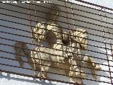 Casa Manuel Uss. Relieve
