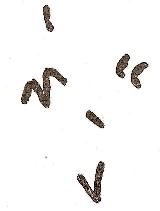 Pinturas rupestres del Cimbarrillo de Mar�a Antonia II. Calco de Cabr�