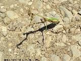 Mantis palo - Empusa pennata. Barranco de la Manailla - Jan