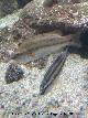 Pez Symphodus ocellatus