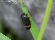 Cigarra espumosa