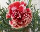 Clavel