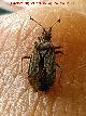 Chinche Arenocoris