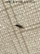 Mosca del Hongo