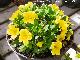 Calibrachoa