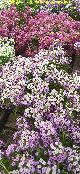 Flor de miel