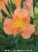 Lirio de Per�