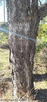 Marca forestal junto al Pino de las Cruces Quesada. Marca forestal junto al Pino de las Cruces