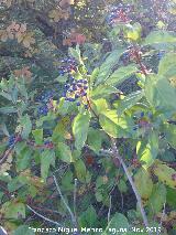 Bañizuela - Torredelcampo Durillo - Viburnum tinus. Bañizuela - Torredelcampo