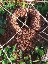 Hormiga Amarilla de los Prados Hormiga Amarilla de los Prados