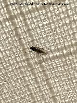 Mosca del Hongo Mosca del Hongo